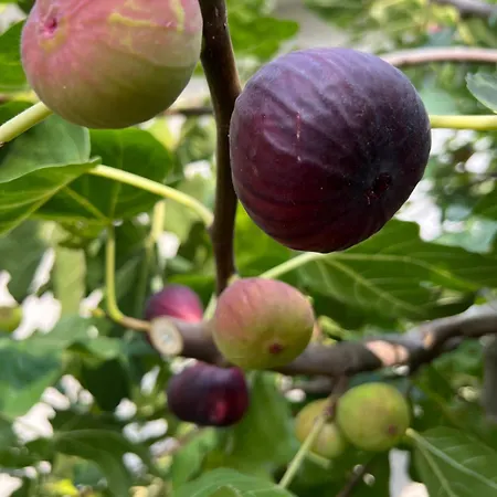 Ron De Mar - Es Trenc